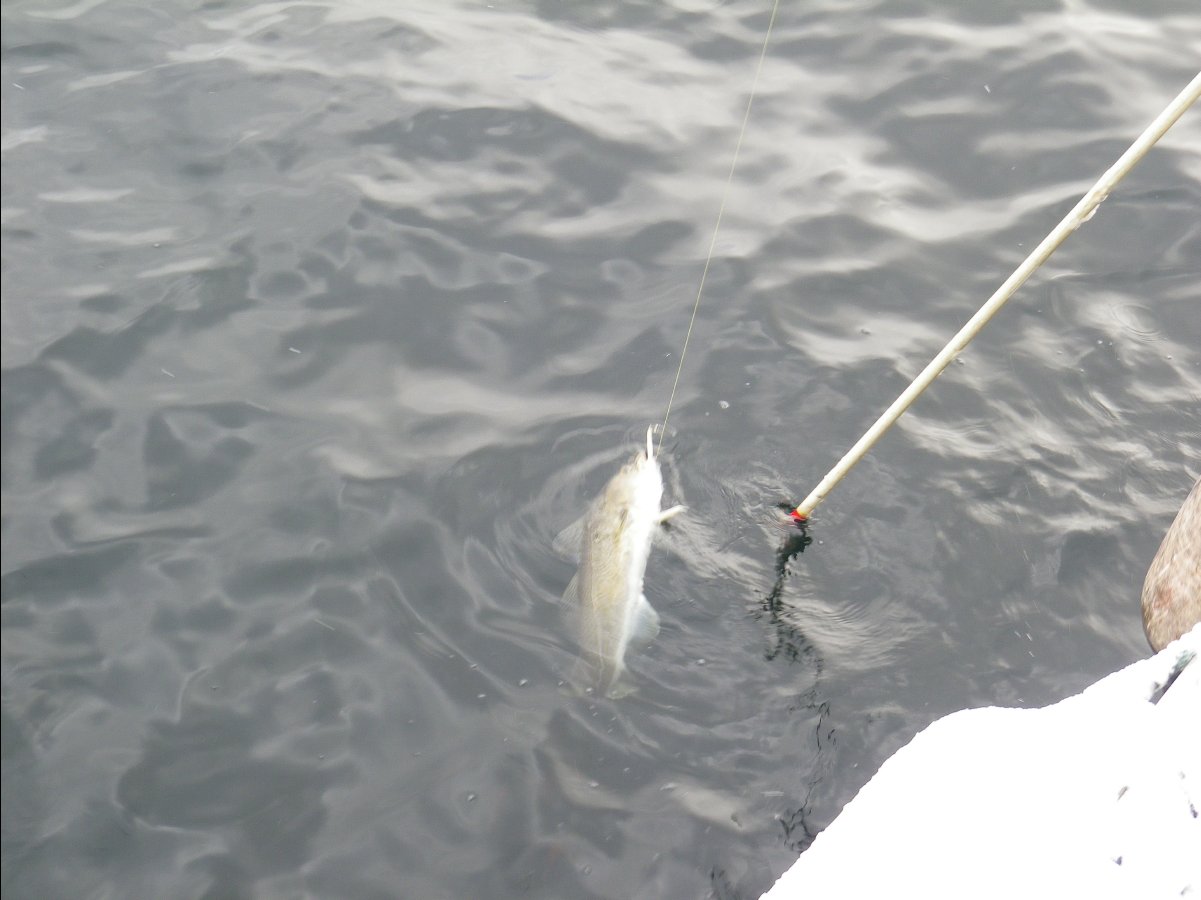 Cod Fishing20